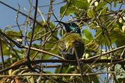 back view of greenish-brown sunbird with glossy blue head