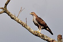 Photographie en couleurs du aigle de Bonelli, espèce de rapace extrêmement menacée et protégée.