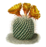 Parodia microsperma