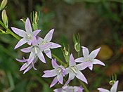 Flowers of Campanula rapunculus