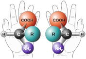Moléculas quirais de um aminoácido.