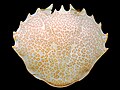 The carapace of a lady crab from Long Beach, New York State, a seashell