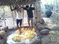 Foulage aux pieds des pommes-cajou pour obtenir du moût (Inde)