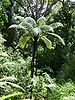 Black Tree Ferns grow over 6 meters tall