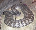 Death Adder at the Wildlife Centre