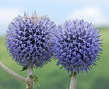 Echinops setifer