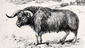 Shrub-ox restoration