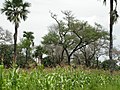 Image 34Maize grown under Faidherbia albida and Borassus akeassii near Banfora, Burkina Faso (from Agroforestry)