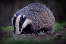 European badger (Meles meles)