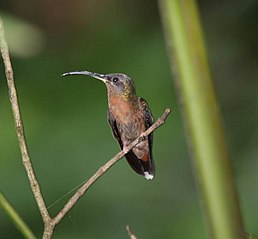 Ерміт-самітник бразильський (Glaucis hirsutus)