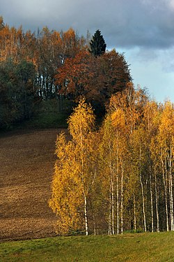 Field in Vaalimäe