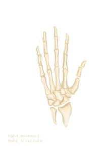 An animated gif of a hand's bones splaying