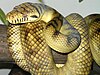 An amethystine python
