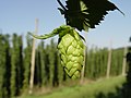 Image 7 Credit: LuckyStarr Hops are a flower used primarily as a flavouring and stability agent in beer. The principal production centres for the UK are in Kent. More about Hops... (from Portal:Kent/Selected pictures)