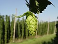 Image 35Hop cone grown in a hop field, Hallertau, Germany (from Brewing)