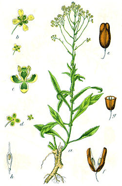 Isatis tinctoria (ilustração de Jacob Sturm).