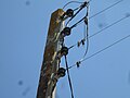 Isolateurs d'arrêt sur une ligne basse tension cuivre nu.