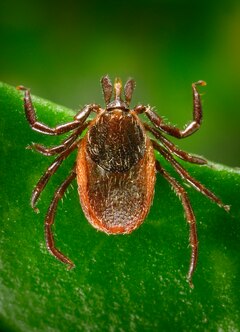 Description de l'image Ixodes pacificus.tif.