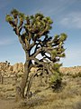 Parc national de Joshua Tree.