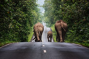 Un quatuor d'éléphants sauvages marchant sur une route du parc national de Khao Yai. (définition réelle 4 148 × 2 766)