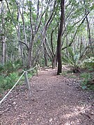 Kirstenbosch National Botanical Garden braille trail