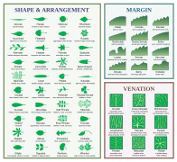 Leaf morphology