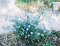 Blue Flax in my garden