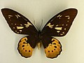 Ornithoptera goliath