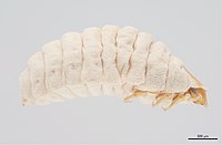 Free living female of Mengenilla moldrzyki (Mengenillidae)