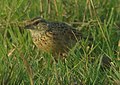 Rufous-naped Lark (thanks to JMK for slightly tentative id)