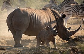 White rhino