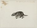 Drawing of a crab-eating Raccoon drawn between 1637–1644 by Frans Post