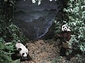 Diorama des pandas