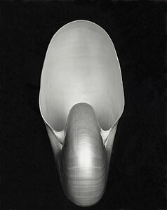 Nautilus, by Edward Weston (restored by Yann)