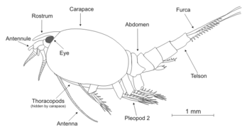 Représentation générale du corps d’un Leptostraca (Nebalia bipes). (définition réelle 720 × 385*)