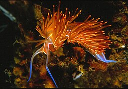 Dondice banyulensis (Facelinidae)