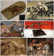 Infobox for Neornithischia