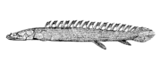 Nile bichir Polypterus bichir