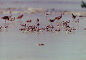 Calidris sp.