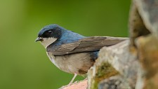 Brown-bellied swallow