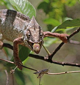 Malagasy giant chameleon feeding, 2 of 4, by Charlesjsharp