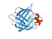 1hmt: 1.4 ANGSTROMS STRUCTURAL STUDIES ON HUMAN MUSCLE FATTY ACID BINDING PROTEIN: BINDING INTERACTIONS WITH THREE SATURATED AND UNSATURATED C18 FATTY ACIDS