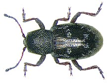 Pachnephorus villosus