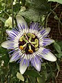 Passiflora caerulea