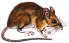 Peromyscus pembertoni