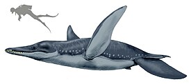 Pliosaurus brachydeirus по сравнению с человеком