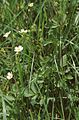 Potentilla rupestris