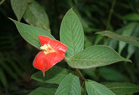 Psychotria poeppigiana