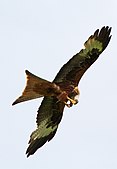 Red Kite photographed at Argaty in Kilmadock