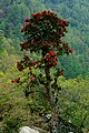 Rhododendron arboreum de grande altura prero de Thrashigyangtze, ao leste de Bután